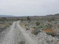 59-perspective_of_lots_of_pretty_wildflowers_along_dirt_road