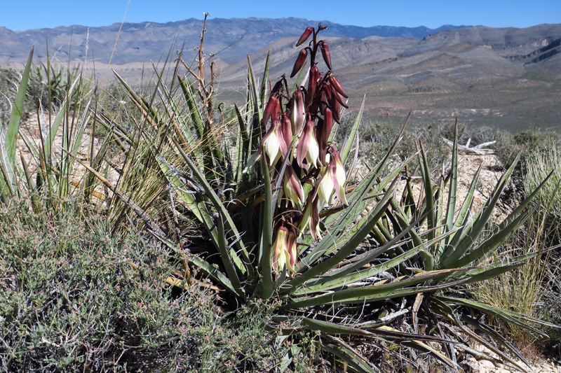 10-blooming_banana_yucca