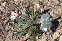 05-Primrose-California_Evening_Primrose-lots_of_flowers_along_the_hike