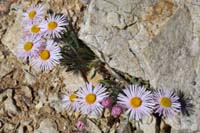 12-Fleabane-Daisy_Fleabane