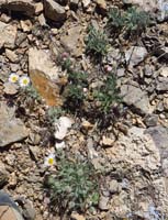 13-Fleabane-Daisy_Fleabane