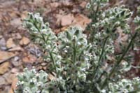 54-Popcorn_Flower-Narrow-leaved_Popcorn_Flower-Cryptantha_augustifolia