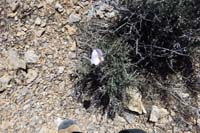 57-Weak_Stem_Mariposa_Lily-has_a_weak_stem_so_it_grows_in_bushes_for_support-growing_in_blackbrush