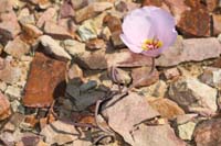 60-Weak_Stem_Mariposa_Lily-no_bush_to_grow_between_this_time