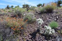 11-pretty_desert_plants_and_flowers