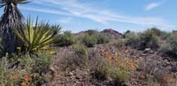 13-pretty_desert_plants_and_flowers