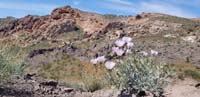 14-pretty_desert_scenery_and_flowers