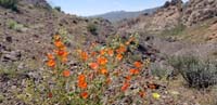 17-pretty_desert_scenery_and_flowers