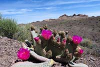 18-beavertail_cactus_blooming_and_desert_scenery