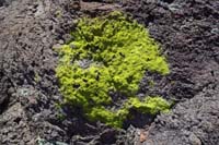 25-healthy_colorful_lichen