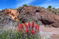 30-firecracker_penstemon_and_colorful_rocks