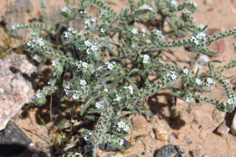 13-Cryptantha-Panamint_Catseye