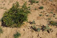 03-blooming_Creosote_Bush_and_Suncup