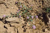 07-Sand_Verbena