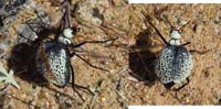 14-Beetle-Desert_Spider-Inflated_Beetle