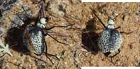 14-Beetle-Desert_Spider-Inflated_Beetle