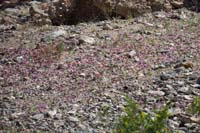 27-lots_of_Bigelow's_Monkeyflowers
