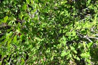 57-leaves_of_three_let_them_be-close_cousin_of_poison_oak,but_no_skin_issues,formally_squaw_bush(deragatory)