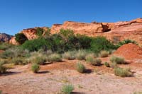 17-lots_of_vegetation_due_to_water_table_closer_to_surface
