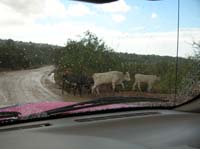 57-more_obstacles-cows_walking_across_the_road