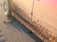 76-muddy_Suburban_after_the_dirt