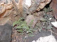 14-very_interesting_to_find_fern-like_plant_growing_about_3000_feet_elevation