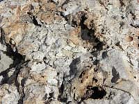 63-lots_of_seashells_in_the_rock