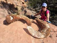 67-Jenn_found_old_Bighorn_Sheep_horns