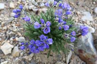 14-sticky_polemonium-phlox_family-polemonium_viscosum-this_plant_stinks,bad_odor