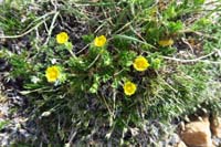 18-looks_like_a_cinquefoil_of_some_sort-rose_family