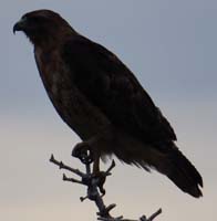 46-Golden_Eagle_perched_on_a_tree_top-spotted_driving_back_to_camp