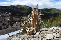 09-looking_back_to_scenic_view_with_dead_old_bristlecone_pine_tree