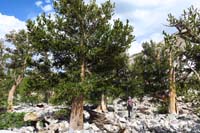 17-traipsing_around_the_bristlecone_pine_tree_forest