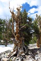 19-amazing_odd_shaped_bristlecone_pine_trees-I_am_very_impressed_with_this_forest