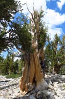 20-Carl_provides_perspective_as_to_size_of_these_trees