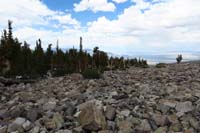 21-amazing_how_the_bristlecone_pine_grove_suddenly_ends_in_almost_a_straight_line