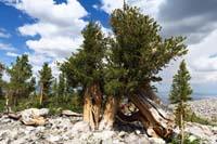22-how_is_this_bristlecone_pine_tree_still_alive