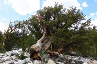 23-how_is_this_bristlecone_pine_tree_still_alive-amazing