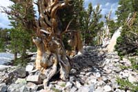 24-amazing_odd_shaped_bristlecone_pine_trees-I_am_very_impressed_with_this_forest