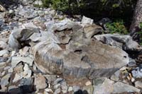 27-Prometheus_Stump-about_4900_year_old_tree_until_cut_down_in_1964