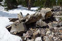 28-other_Prometheus_branches-was_oldest_tree_in_the_world_at_the_time