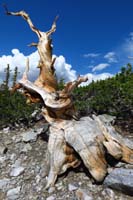 32-scenic_view_with_dead_old_bristlecone_pine_tree