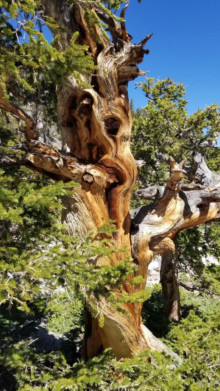 10-gnarly_looking_bristlecone