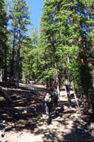 05-hiking_through_a_nice_forest-no_water_and_snowmelt_like_trip_last_July