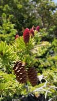 42-bristlecone_pine_cone_and_new_pine_cone_growth