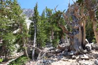 45-mixture_of_limber_pine_to_left_and_bristlecone_pine_to_right