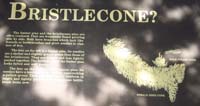 46-Interpretive_Sign-Bristlecones_and_Limber_Pine