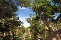 47-limber_pine_to_left_and_bristlecone_pine_to_right