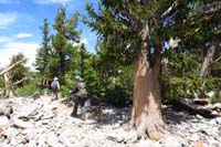 50-walking_along_interpretive_trail_through_bristlecones