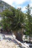 51-passing_by_an_over_3000_year_old_tree